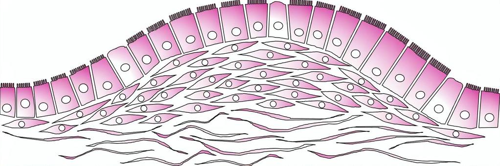 organoid03 細胞,培養,オルガノイド,研究,実験,ウイルスのイラスト素材