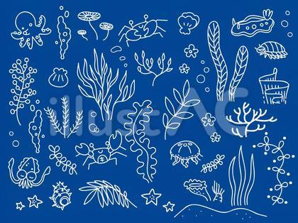 海藻と海の生き物セット