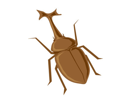 Beetle, , JPG và PNG