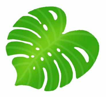 Hình minh họa, monstera, lá, cây xanh, 