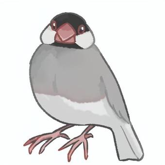 桜文鳥 文鳥,桜文鳥,ノーマル文鳥,小鳥,生き物のイラスト素材