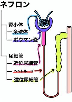 ネフロンの内部の名称　カラー ネフロン,腎小体,糸球体,ボウマン嚢,ヘンレループ,尿細管,カラーのイラスト素材