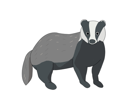 ヨーロッパアナグマ（立ち姿） ヨーロッパアナグマ,アナグマ,動物,ヨーロッパ,立ち姿のイラスト素材