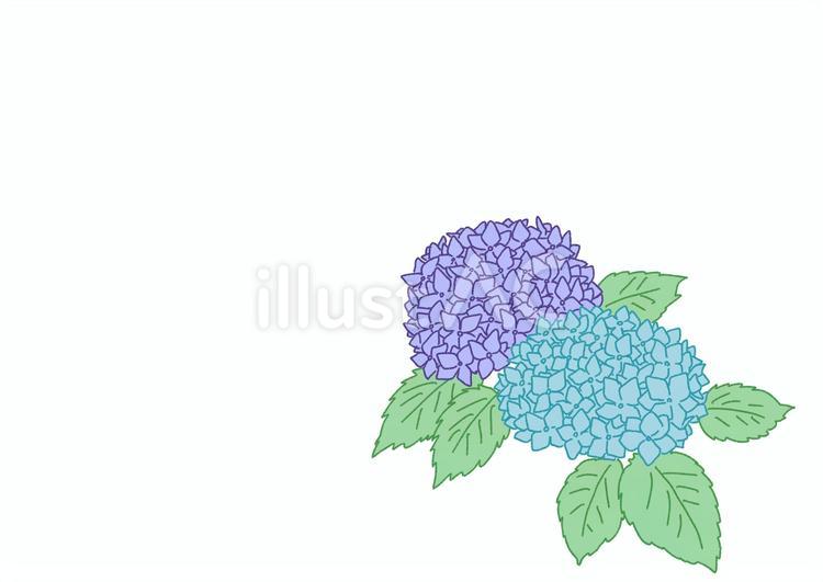 アジサイ　ベタ あじさい,植物,花のイラスト素材