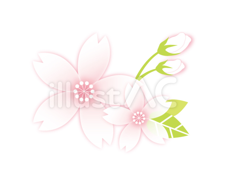 桜の花01 桜,春,花のイラスト素材