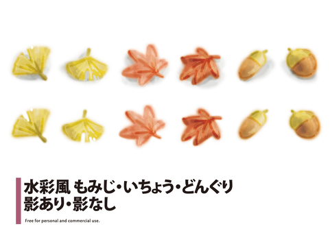 Illustration, maple, stomach, acorn, 