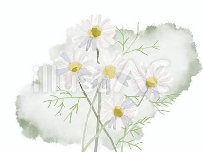 カモミール挿絵 水彩画風