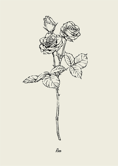 バラのイラスト バラ,花,枝,葉,蕾,白バラ,1本,植物,春,秋のイラスト素材