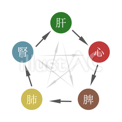 五臓相関図
