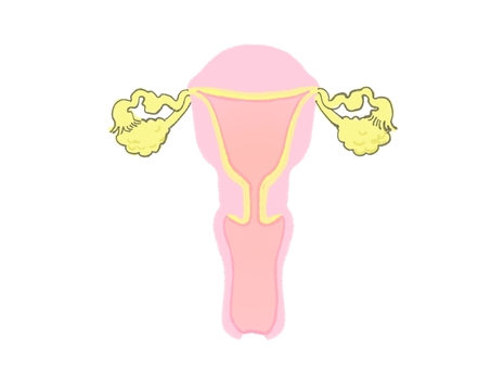 Illustration, uterus, female, body, 