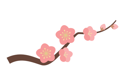 梅の花枝_ピンク 梅,梅の花,紅梅,枝,花,蕾,つぼみ,ピンク,桃色,迎春のイラスト素材
