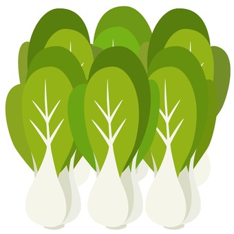 青梗菜（チンゲンサイ）複数 青梗菜,チンゲンサイ,複数,野菜,八百屋,市場,マーケット,食材,健康,農産物のイラスト素材