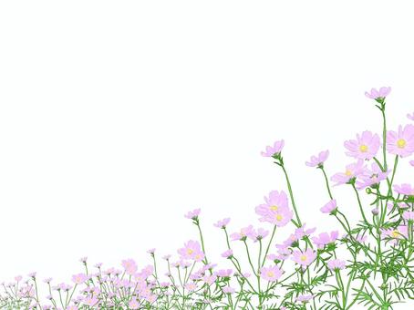 cosmos field, JPG and PNG cosmos field, cosmos, autumn, flower, JPG and PNG
