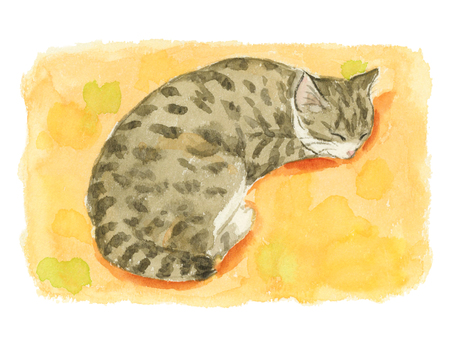 お昼寝する猫さん