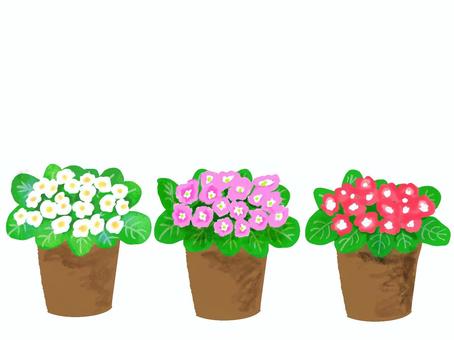 プリムラ プリムラ,花,鉢植え,リアル,手描きのイラスト素材