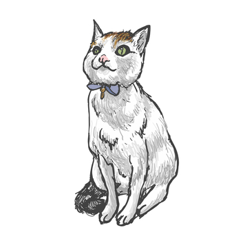 お座り猫 ねこ,かわいい,カラー,ラフ,もふもふのイラスト素材