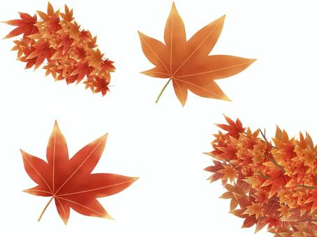 Autumn leaves branch, JPG and PNG Autumn leaves branch, autumn leaves, autumn, branch, JPG and PNG
