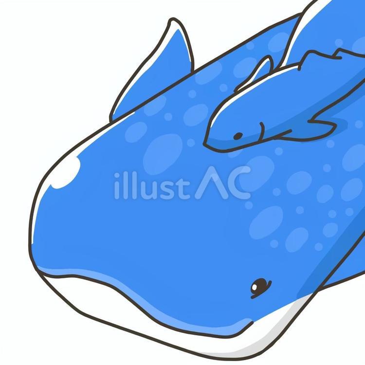 ジンベイザメのアップ(小魚つき)(青) ジンベイザメ,魚,生き物のイラスト素材