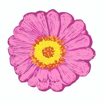 百日草ピンク 百日草,花,一つ,ピンク,蕊のイラスト素材