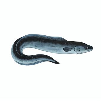 鰻 鰻,魚,黒い,動物,川,土用の丑の日,鰻丼のイラスト素材