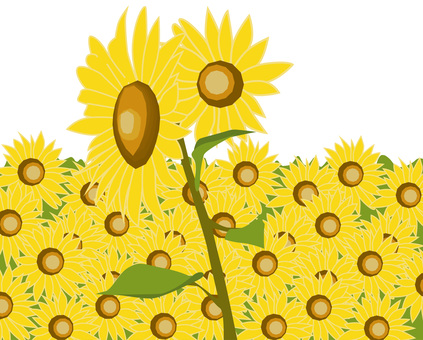 ひまわり畑　 ひまわり畑,沢山,咲く,花,夏,きれい,花びら,植物のイラスト素材