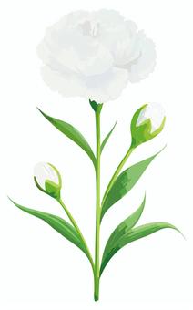 花_カーネーション_AS000020