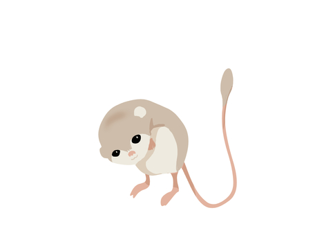 Jerboa (peeking, no main line), JPG and PNG Jerboa (peeking, no main line), dipodidae, , cüce jel boa, JPG and PNG