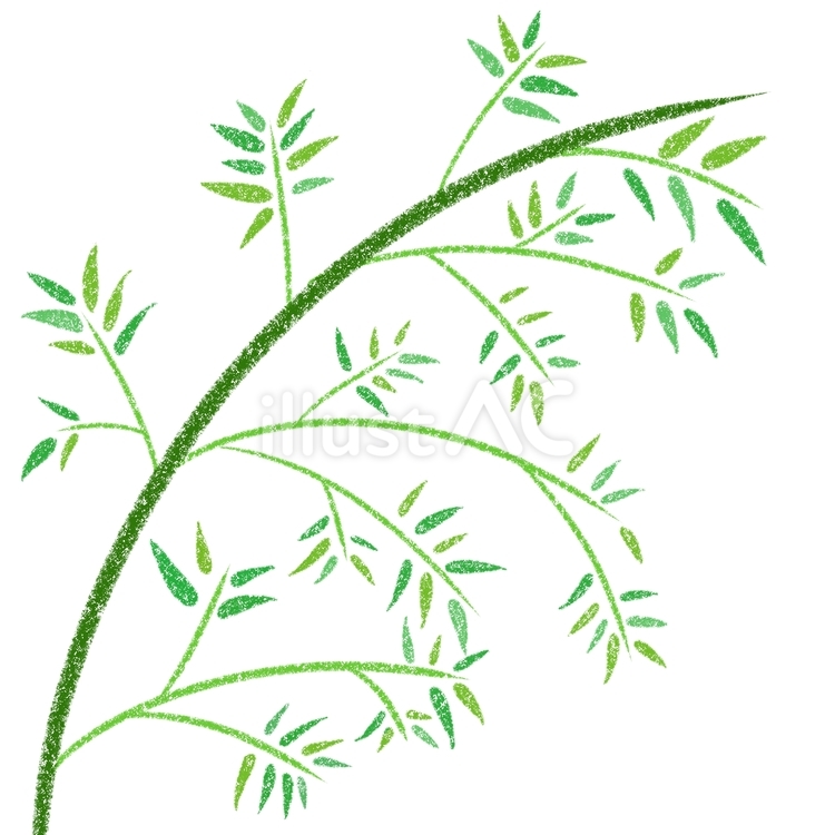 笹 植物,笹,七夕のイラスト素材