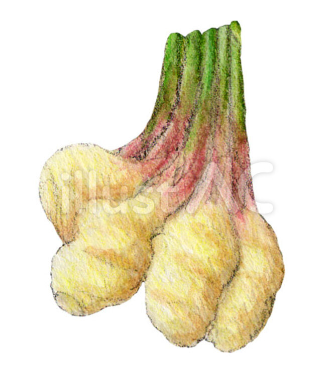 新生姜 新生姜,しょうが,野菜のイラスト素材