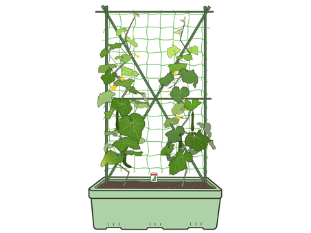 Illustration, cucumber, vegetables, a vine, 