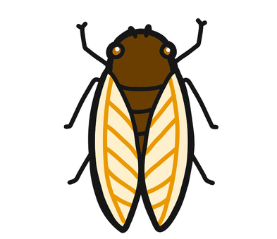 蝉 蝉,昆虫,夏,虫,生き物のイラスト素材