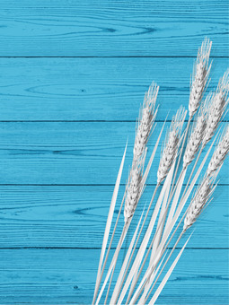 白黒の麦穂と青板の背景2　mugi021 麦穂,白黒,リアル,ナチュラル,お洒落,自然,植物,大人っぽい,枠,背景のイラスト素材