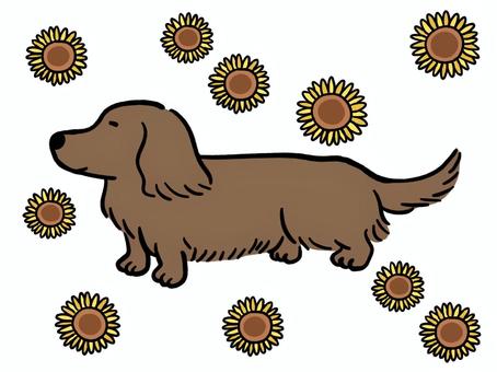 犬　ダックスフント　ひまわり 犬,ダックスフント,ひまわり,夏,植物,花,動物,生き物,ペットのイラスト素材
