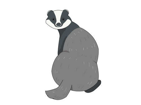 ヨーロッパアナグマ（振り向く） ヨーロッパアナグマ,アナグマ,動物,振り向く,ヨーロッパのイラスト素材