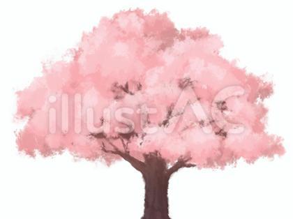 ふわふわな桜