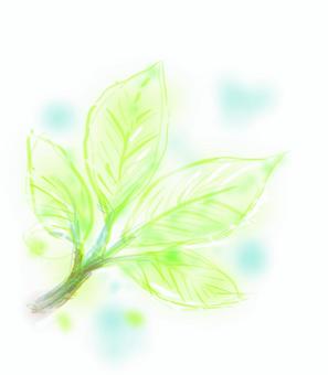 Illustration, young leaves, early summer, green, 