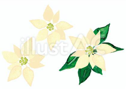 《水彩風》ポインセチア_白
