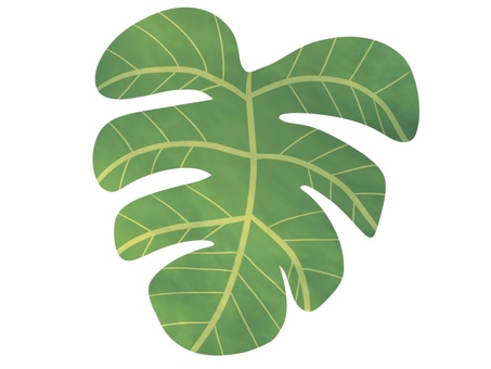 ゆるいモンステラの葉っぱ モンステラ,観葉植物,植物,葉っぱ,葉,緑,シンプル,手描き,ボタニカル,挿絵のイラスト素材