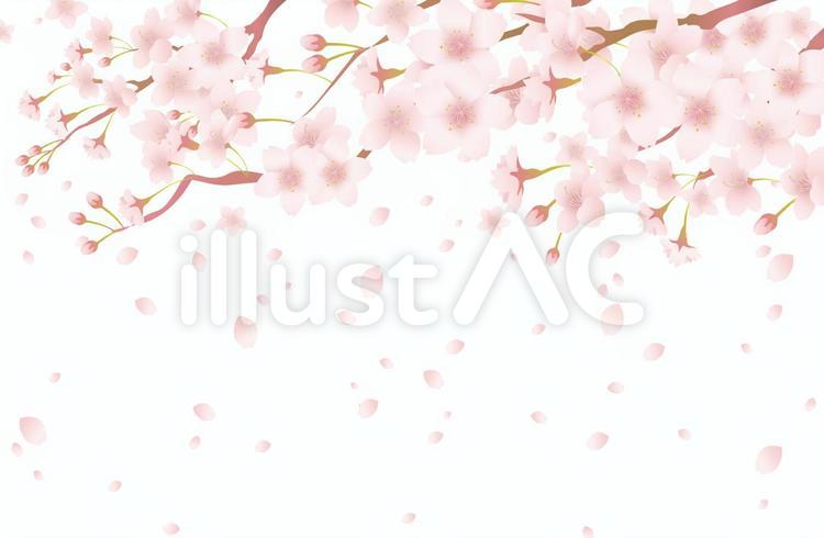 桜フレーム201706 桜,背景,枝のイラスト素材