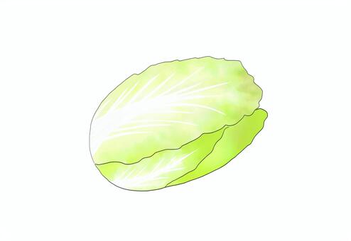 白菜 白菜,野菜,水彩イラスト,食べ物,葉物野菜のイラスト素材