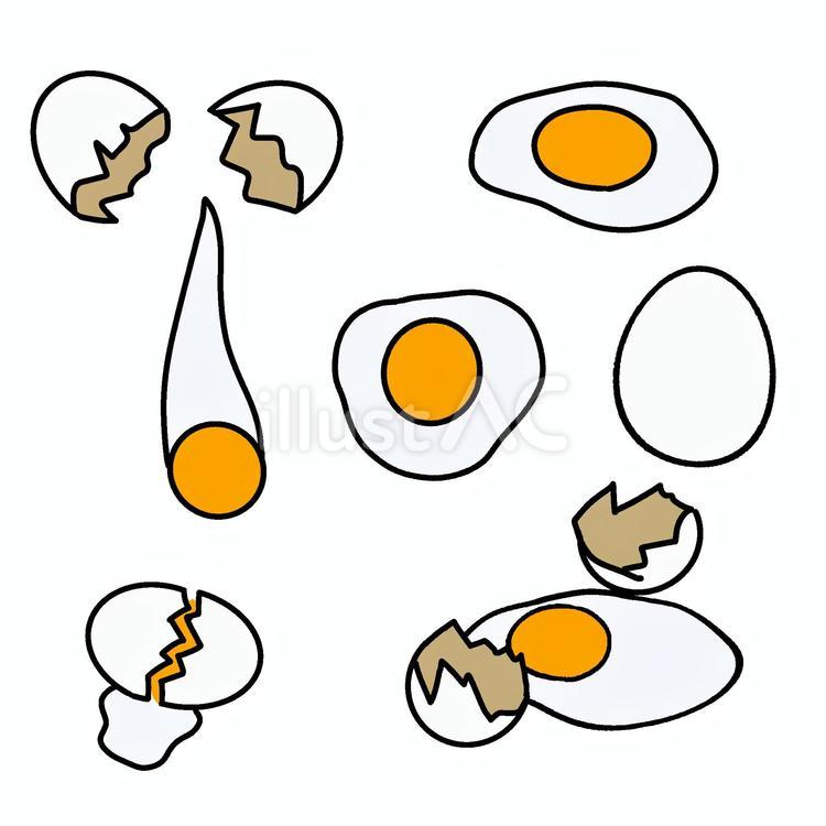 生卵 生卵,卵黄,白身のイラスト素材