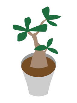 アデニウム アデニウム,植物,木,葉っぱ,観葉植物,鉢,砂漠のバラ,土,鉢植えのイラスト素材