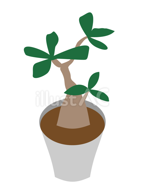 アデニウム アデニウム,植物,木のイラスト素材