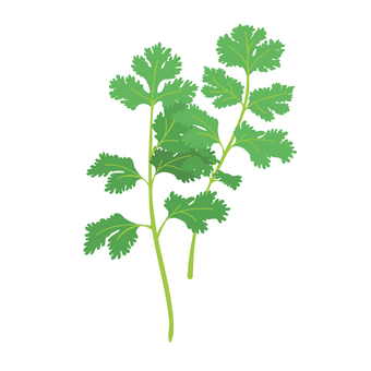 パクチー　コリアンダー パクチー,コリアンダー,シャンツァイ,コリアンダーシード,トムヤムクン,タイ料理,ベトナム料理,タイ,ベトナム,ハーブのイラスト素材