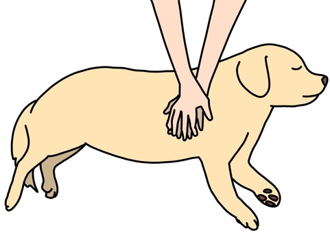 心臓マッサージされる犬　カラー 心臓マッサージ,犬,蘇生,全身,カラーのイラスト素材