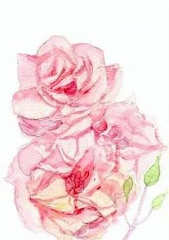 ピンク色のばら 手描き,水彩画,バラ,ピンク色,きれいのイラスト素材