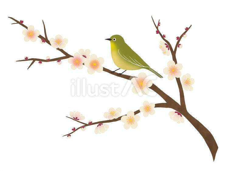 梅の枝にメジロ　白梅 梅,花,枝のイラスト素材