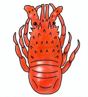 伊勢海老 おせち,お正月,正月,伊勢海老,お節料理,魚介類のイラスト素材