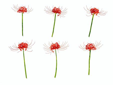 Illustration, cluster amaryllis, manshu shahua, licorice, 