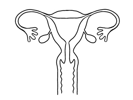 人間の子宮線画 子宮,医療,婦人科,性教育,膣,卵巣,臓器,内臓,背景透過,手描きのイラスト素材
